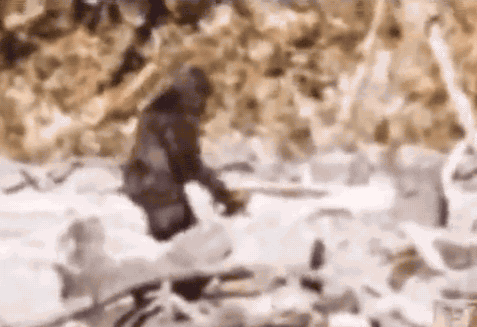 Washington State Establishes Safe Haven for Sasquatch - News Talk KIT