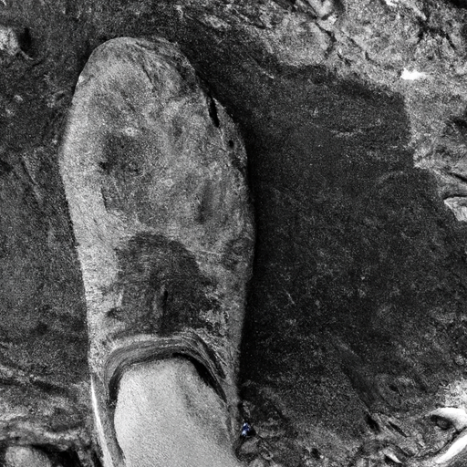 Idaho Hiker Presents Fresh Evidence of Bigfoot's Existence